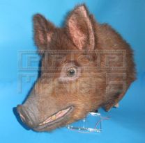 ANIMAL FARM (1999)Animatronic Pig Head